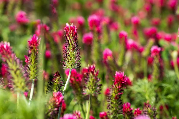 Cultivo Agrícola Trébol Rojo Encarnado Trifolium Incarnatum Campo — Foto de Stock