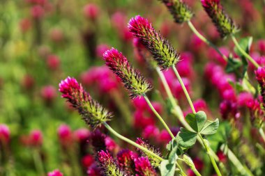 Tarımsal mahsul Kırmızı Yonca 'nın vücut bulmuş hali - Trifolium incarnatum sahada.