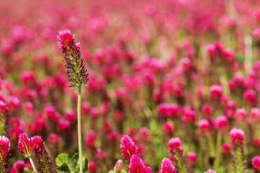 Tarımsal mahsul Kırmızı Yonca 'nın vücut bulmuş hali - Trifolium incarnatum sahada.