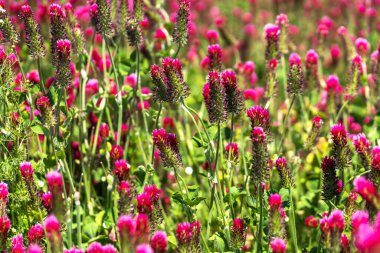 Tarımsal mahsul Kırmızı Yonca 'nın vücut bulmuş hali - Trifolium incarnatum sahada.