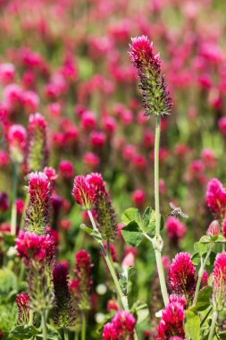 Tarımsal mahsul Kırmızı Yonca 'nın vücut bulmuş hali - Trifolium incarnatum sahada.