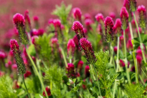 Cultivo Agrícola Trébol Rojo Encarnado Trifolium Incarnatum Campo — Foto de Stock