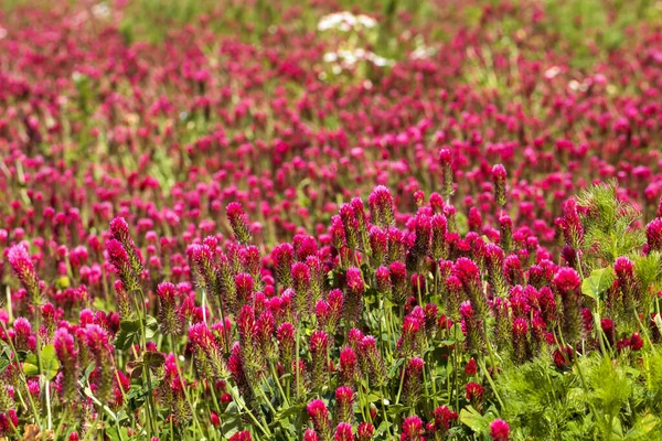 Cultură Agricolă Trifoi Roșu Încarnat Trifolium Incarnatum Domeniu — Fotografie, imagine de stoc