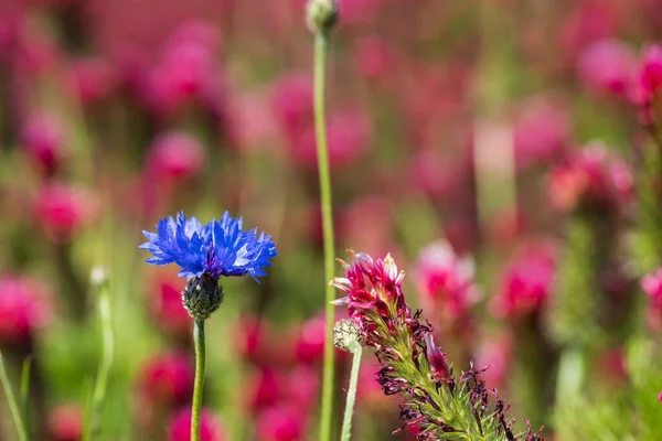 Сельскохозяйственный Урожай Красного Клевера Воплощения Trifolium Incarnatum Поле Прекрасный Голубой — стоковое фото