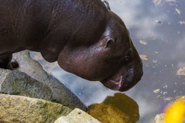 Choeropsis liberiensis - Güneşli bir havada ahşap bir ağılda Liberya su aygırı.