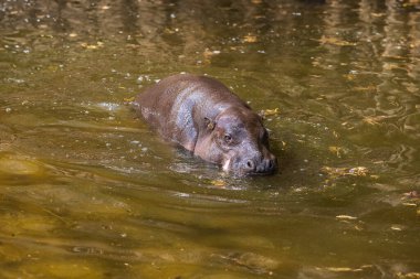 Choeropsis liberiensis - Liberya su aygırları gölet suyunda banyo yapıyor.