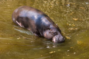 Choeropsis liberiensis - Liberya su aygırları gölet suyunda banyo yapıyor.
