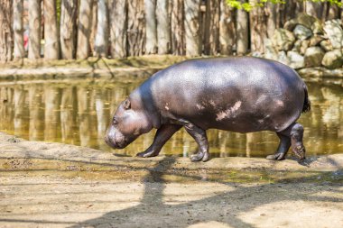 Choeropsis liberiensis - Güneşli bir havada ahşap bir ağılda Liberya su aygırı.