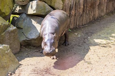 Choeropsis liberiensis - Güneşli bir havada ahşap bir ağılda Liberya su aygırı.