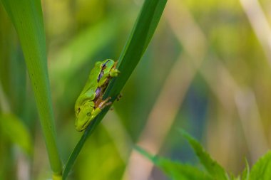 Hyla arborea - Sapında yeşil ağaç kurbağası. Arka plan yeşil. Fotoğrafta güzel bir bokeh var. Vahşi fotoğraf