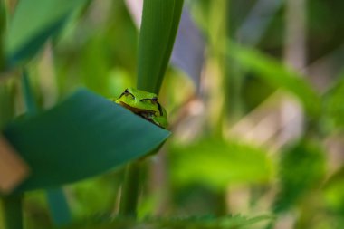 Hyla arborea - Sapında yeşil ağaç kurbağası. Arka plan yeşil. Fotoğrafta güzel bir bokeh var. Vahşi fotoğraf