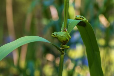 Hyla arborea - Sapında yeşil ağaç kurbağası. Arka plan yeşil. Fotoğrafta güzel bir bokeh var. Vahşi fotoğraf