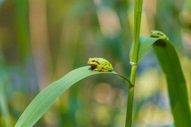 Hyla arborea - Sapında yeşil ağaç kurbağası. Arka plan yeşil. Fotoğrafta güzel bir bokeh var. Vahşi fotoğraf
