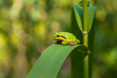 Hyla arborea - Sapında yeşil ağaç kurbağası. Arka plan yeşil. Fotoğrafta güzel bir bokeh var. Vahşi fotoğraf