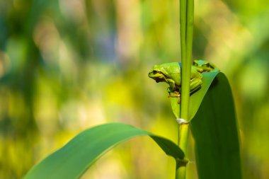 Hyla arborea - Sapında yeşil ağaç kurbağası. Arka plan yeşil. Fotoğrafta güzel bir bokeh var. Vahşi fotoğraf