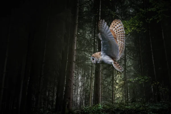 一只小猫头鹰在树间的森林中飞翔 — 图库照片