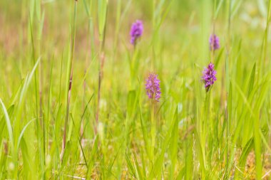 Mor orkide çiçekleri yeşil bir tarlada orkideler. Arka plan çok güzel Bokeh..