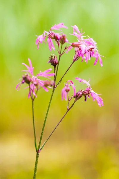 Floare Violet Pajiște Verde Există Frumos Bokeh Verde Fundal — Fotografie, imagine de stoc