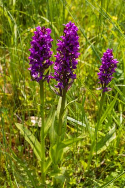 Mor orkide çiçekleri yeşil bir tarlada orkideler. Arka plan çok güzel Bokeh..