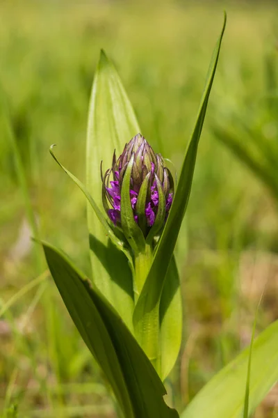 紫色の蘭の花蘭 緑のフィールドに蘭 背景は綺麗なボケです — ストック写真