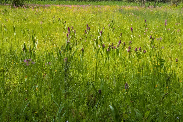 Mor Orkide Çiçekleri Yeşil Bir Tarlada Orkideler Arka Plan Çok — Stok fotoğraf