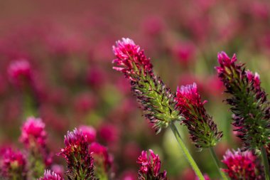 Tarımsal mahsul Kırmızı Yonca 'nın vücut bulmuş hali - Trifolium incarnatum sahada.
