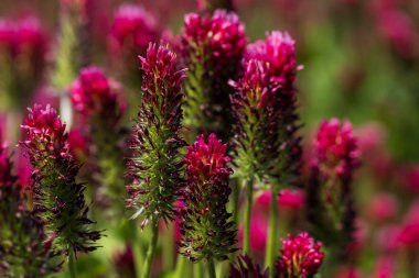 Tarımsal mahsul Kırmızı Yonca 'nın vücut bulmuş hali - Trifolium incarnatum sahada.