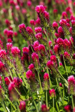 Tarımsal mahsul Kırmızı Yonca 'nın vücut bulmuş hali - Trifolium incarnatum sahada.