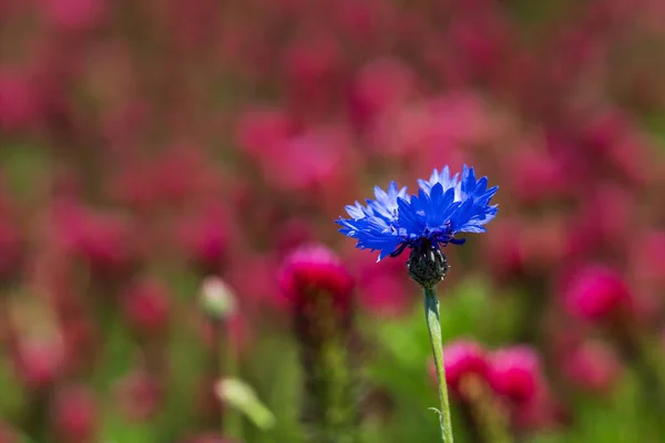 Gyönyörű Kék Virág Centaurea Cyanus Növekszik Területen — Stock Fotó