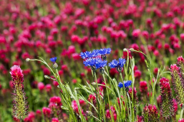 Bela Flor Azul Centaurea Cyanus Crescendo Campo — Fotografia de Stock