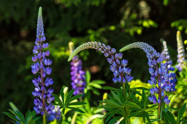 牧草地で美しい青い野生の花 背景は緑 — ストック写真