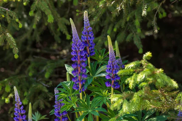 Piękny Niebieski Dziki Kwiat Łące Tło Jest Zielone — Zdjęcie stockowe