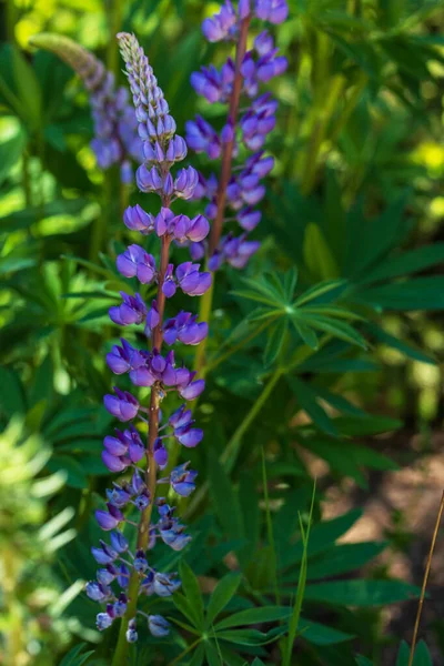 Çayırdaki Güzel Mavi Çiçek Arka Plan Yeşil — Stok fotoğraf