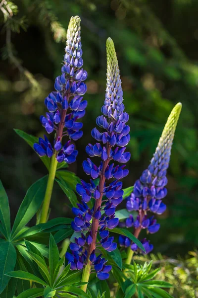 Schöne Blaue Wildblume Auf Der Wiese Der Hintergrund Ist Grün — Stockfoto