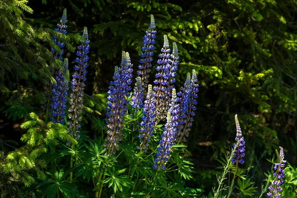 Bellissimo Fiore Selvatico Blu Nel Prato Sfondo Verde — Foto Stock