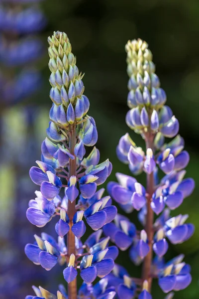 Bellissimo Fiore Selvatico Blu Nel Prato Sfondo Verde — Foto Stock
