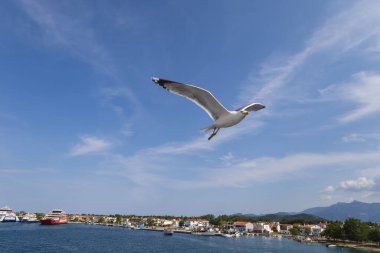 Martı - Larus marinus kanatlarını açıp havada uçar. Mavi gökyüzü. Arka plandaki liman..