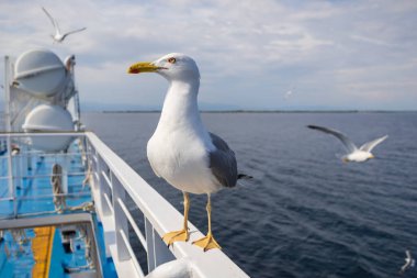 Martı - Larus marinus kanatlarını açıp havada uçar. Mavi gökyüzü. Arka plandaki liman..