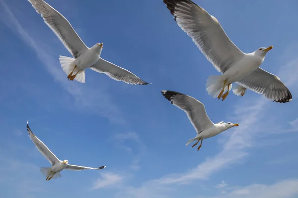 Martı Larus Marinus Kanatlarını Açıp Havada Uçar Mavi Gökyüzü Arka — Stok fotoğraf