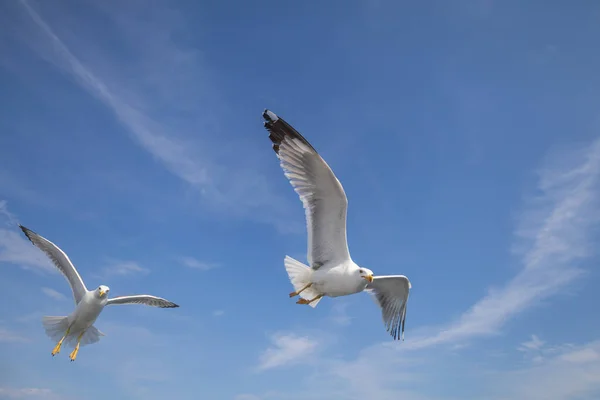 Martı Larus Marinus Kanatlarını Açıp Havada Uçar Mavi Gökyüzü Arka — Stok fotoğraf