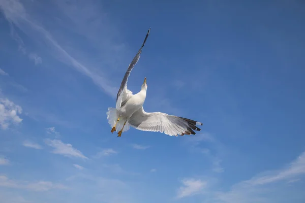 Seagull ララスマリヌスは羽を伸ばして空中を飛ぶ 青い空だ 背後の港 — ストック写真