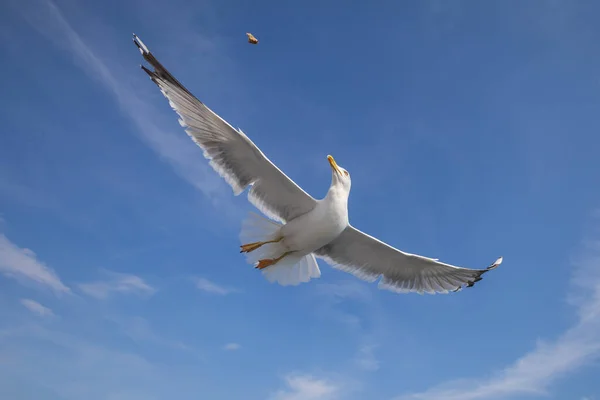 Seagull ララスマリヌスは羽を伸ばして空中を飛ぶ 青い空だ 背後の港 — ストック写真