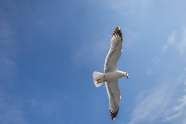 Martı - Larus marinus kanatlarını açıp havada uçar. Mavi gökyüzü. Arka plandaki liman..