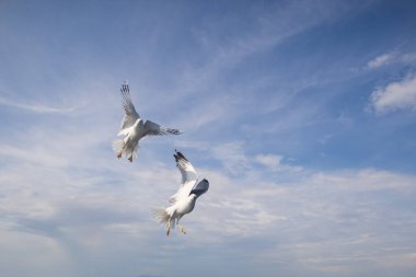 Martı - Larus marinus kanatlarını açıp havada uçar. Mavi gökyüzü. Arka plandaki liman..