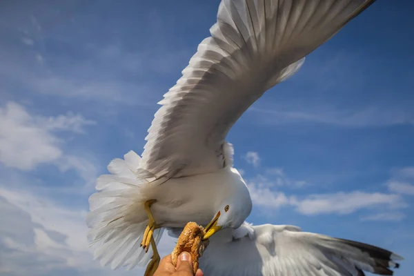 Γλάρος Larus Marinus Πετά Στον Αέρα Απλωμένα Φτερά Μπλε Ουρανός — Φωτογραφία Αρχείου