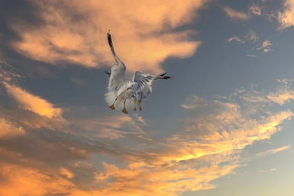 Mewa Larus Marinus Lata Powietrzu Rozpostartymi Skrzydłami Błękitne Niebo Port — Zdjęcie stockowe