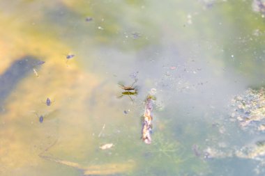 Yusufçuk - Çimlerin üzerinde uzanan kanatları olan Odonata. Arka planda bir mercek tarafından yapılmış güzel bir bokeh var.