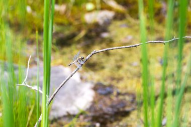 Yusufçuk - Çimlerin üzerinde uzanan kanatları olan Odonata. Arka planda bir mercek tarafından yapılmış güzel bir bokeh var.
