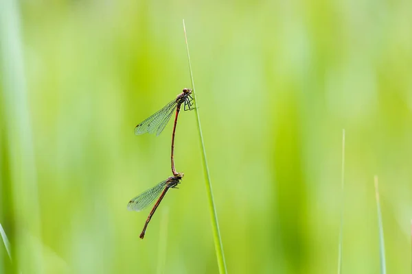 Dragonfly Odonata Med Utstrakte Vinger Gresstrå Bakgrunnen Det Vakker Bokeh – stockfoto