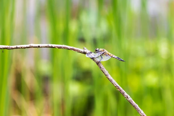 Стрекоза Odonata Распростертыми Крыльями Травинке Заднем Плане Красивый Боке Созданный — стоковое фото